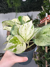 Load image into Gallery viewer, Epipremnum Happy Leaf - Manjula Pothos
