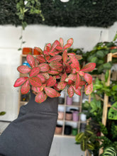 Load image into Gallery viewer, Fittonia ‘Nerve Plant’ Red and Green
