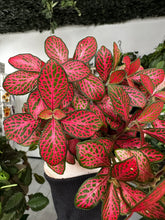 Load image into Gallery viewer, Fittonia ‘Nerve Plant’ Red and Green

