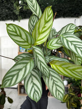 Load image into Gallery viewer, Calathea Compact Star
