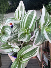 Load image into Gallery viewer, Tradescantia Brightness
