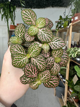 Load image into Gallery viewer, Fittonia Pink and Green ‘Nerve Plant’
