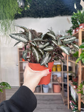 Load image into Gallery viewer, Pilea Silver Tree
