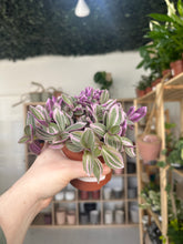 Load image into Gallery viewer, Tradescantia Sweetness
