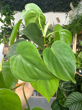 Load image into Gallery viewer, Philodendron Scandens
