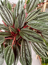 Load image into Gallery viewer, Peperomia Rosso
