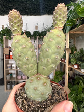 Load image into Gallery viewer, Tephrocactus Articulatus
