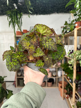 Load image into Gallery viewer, Begonia Rex “Zumba”
