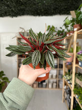 Load image into Gallery viewer, Peperomia Rosso

