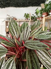 Load image into Gallery viewer, Peperomia Rosso
