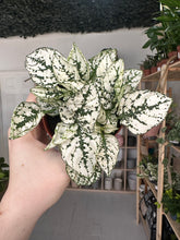 Load image into Gallery viewer, Hypoestes Phyllostachya &#39;Polka Dot&#39; Green and White

