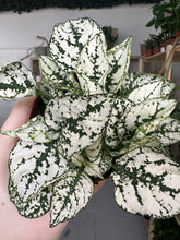 Load image into Gallery viewer, Hypoestes Phyllostachya &#39;Polka Dot&#39; Green and White
