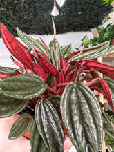Load image into Gallery viewer, Peperomia Rosso
