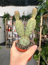 Load image into Gallery viewer, Tephrocactus Articulatus
