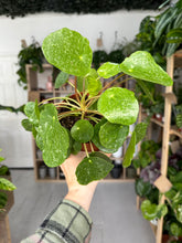 Load image into Gallery viewer, Pilea Peperomioides ‘Sugar’
