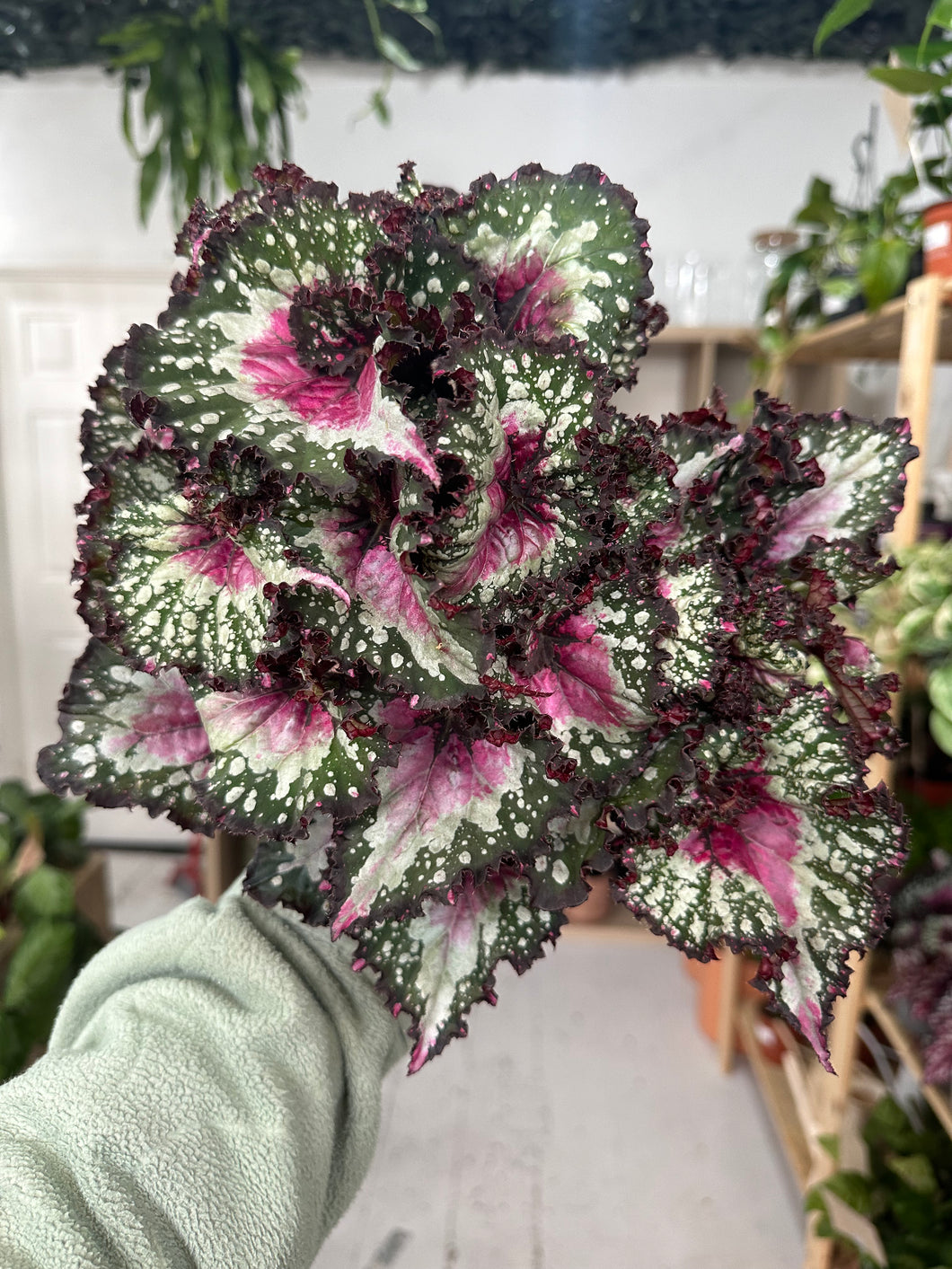 Begonia Rex “Purple Blush”