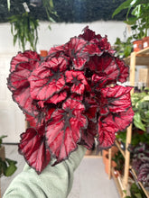 Load image into Gallery viewer, Begonia Rex “Red Kiss”
