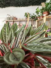 Load image into Gallery viewer, Peperomia Rosso
