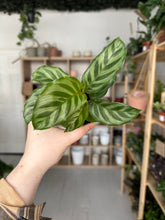 Load image into Gallery viewer, Calathea Freddie
