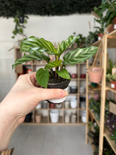 Load image into Gallery viewer, Calathea Freddie
