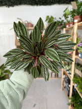 Load image into Gallery viewer, Peperomia Rosso
