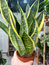 Load image into Gallery viewer, Sansevieria Laurentii (Snake Plant)
