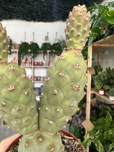 Load image into Gallery viewer, Tephrocactus Articulatus
