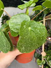 Load image into Gallery viewer, Pilea Peperomioides ‘Sugar’
