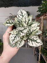 Load image into Gallery viewer, Hypoestes Phyllostachya &#39;Polka Dot&#39; Green and White
