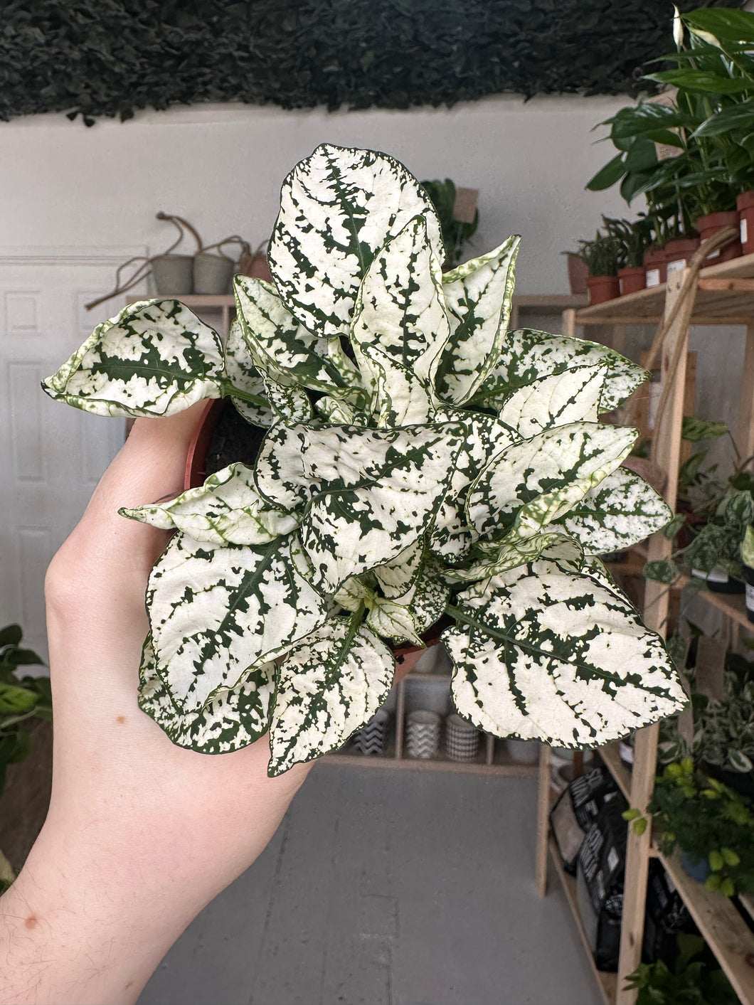 Hypoestes Phyllostachya 'Polka Dot' Green and White