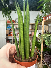 Load image into Gallery viewer, Sansevieria Cylindrica
