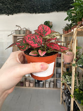 Load image into Gallery viewer, Hypoestes Phyllostachya &#39;Polka Dot&#39; Red.
