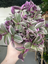 Load image into Gallery viewer, Tradescantia Sweetness
