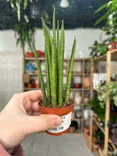 Load image into Gallery viewer, Sansevieria Cylindrica

