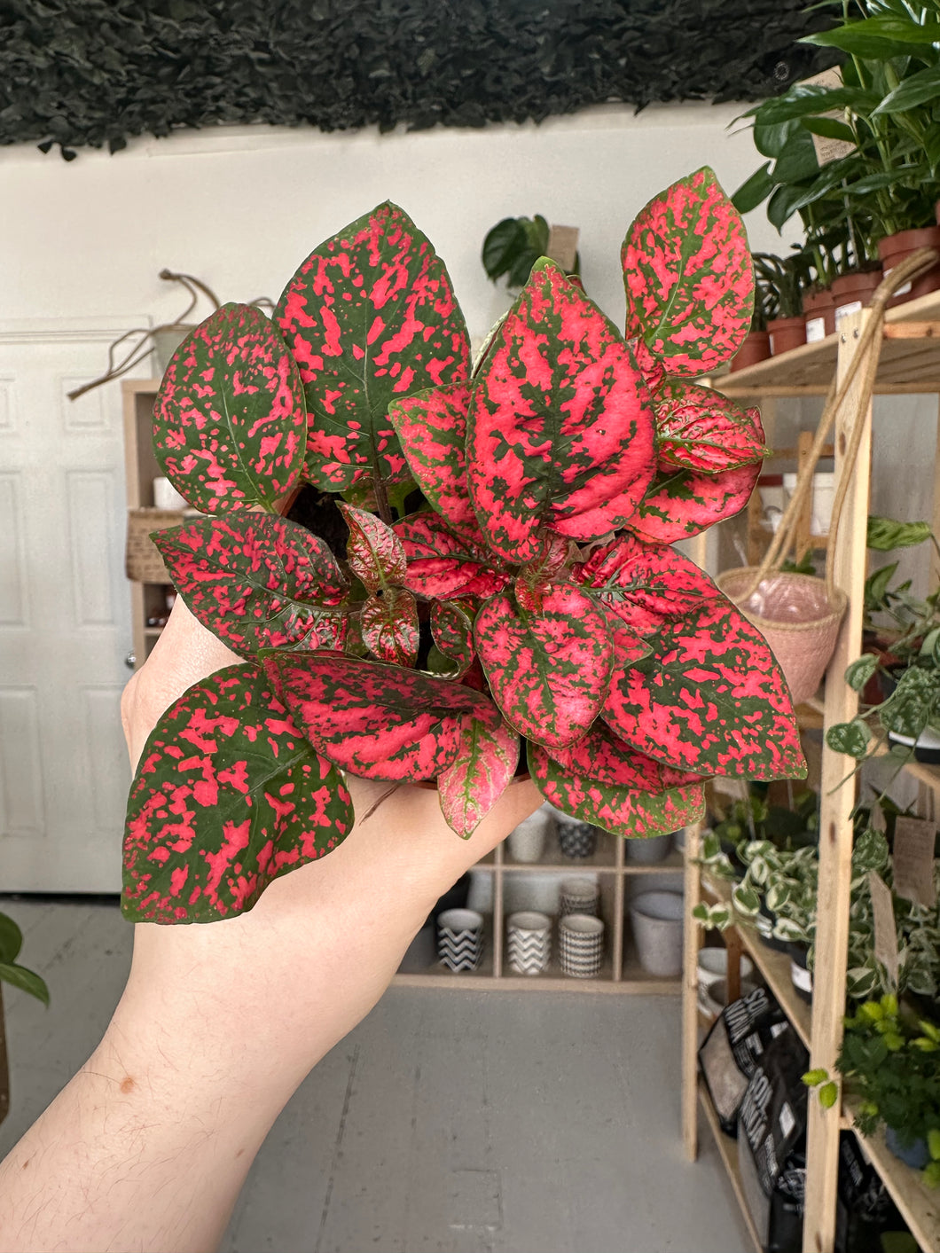 Hypoestes Phyllostachya 'Polka Dot' Red.
