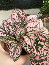 Load image into Gallery viewer, Hypoestes Phyllostachya &#39;Polka Dot&#39; Pink
