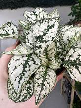 Load image into Gallery viewer, Hypoestes Phyllostachya &#39;Polka Dot&#39; Green and White
