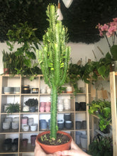 Load image into Gallery viewer, Euphorbia Trigona - African milk tree
