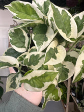 Load image into Gallery viewer, Epipremnum Aureum N’Joy Pothos
