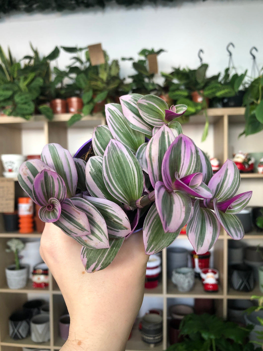 Tradescantia Nanouk