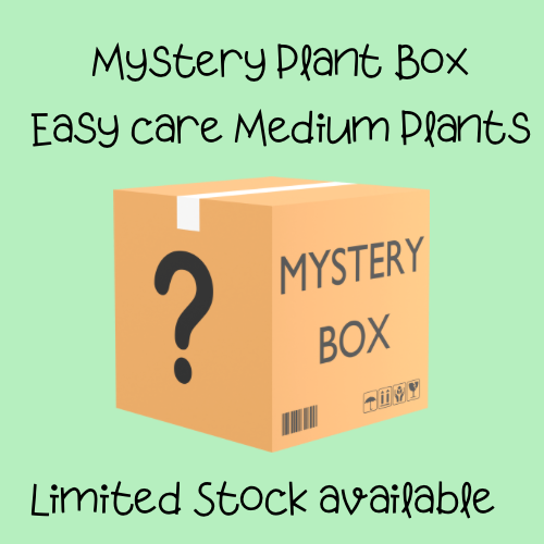 Easy care Medium Plant Box