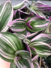 Load image into Gallery viewer, Tradescantia Nanouk
