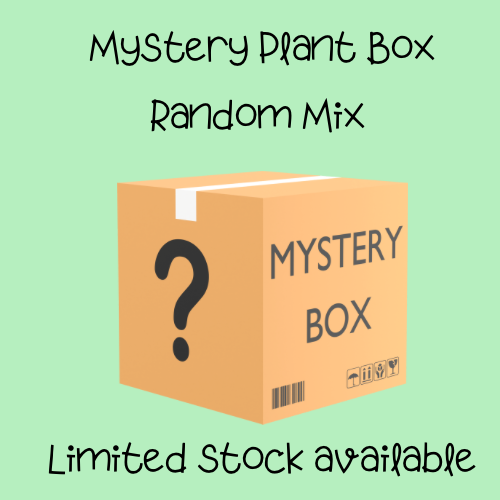 Random Mystery Box