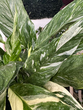 Load image into Gallery viewer, Spathiphyllum Diamond - Variegated Peace Lily
