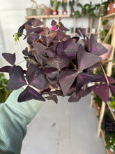 Load image into Gallery viewer, Oxalis Triangularis &#39;Purple Shamrock&#39;
