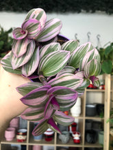 Load image into Gallery viewer, Tradescantia Nanouk
