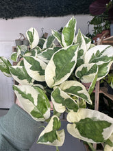 Load image into Gallery viewer, Epipremnum Aureum N’Joy Pothos
