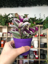 Load image into Gallery viewer, Tradescantia Nanouk
