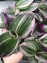 Load image into Gallery viewer, Tradescantia Nanouk
