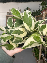 Load image into Gallery viewer, Epipremnum Aureum N’Joy Pothos
